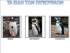 Τα είδη των πιγκουίνων
