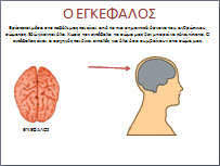 Εποπτικό υλικό για τα εσωτερικά όργανα του σώματος
