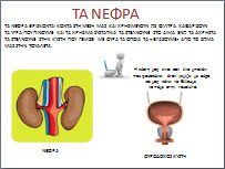 Εποπτικό υλικό για τα εσωτερικά όργανα του σώματος